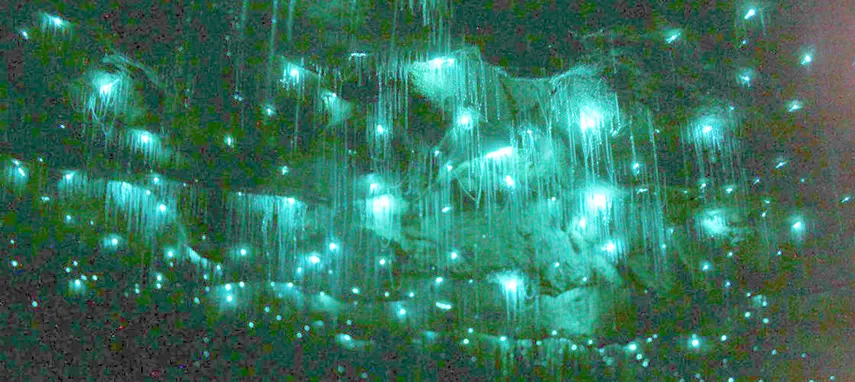 Waitomo Glowworm Caves and Ruakuri Cave Combo | Experience Oz