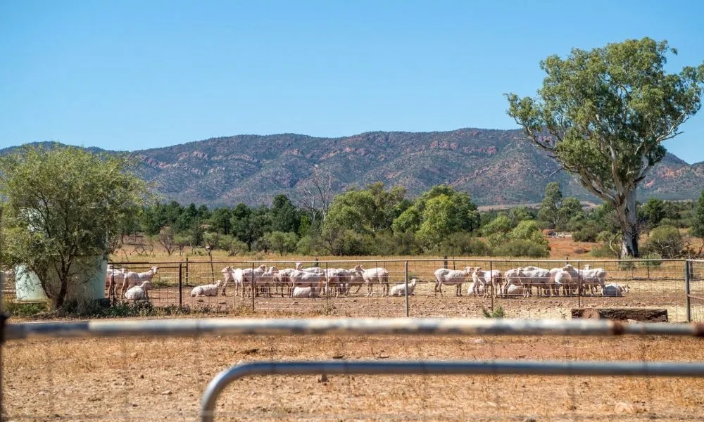 Rawnsley Park Station Run 4WD Half Day Tour | Experience Oz-4
