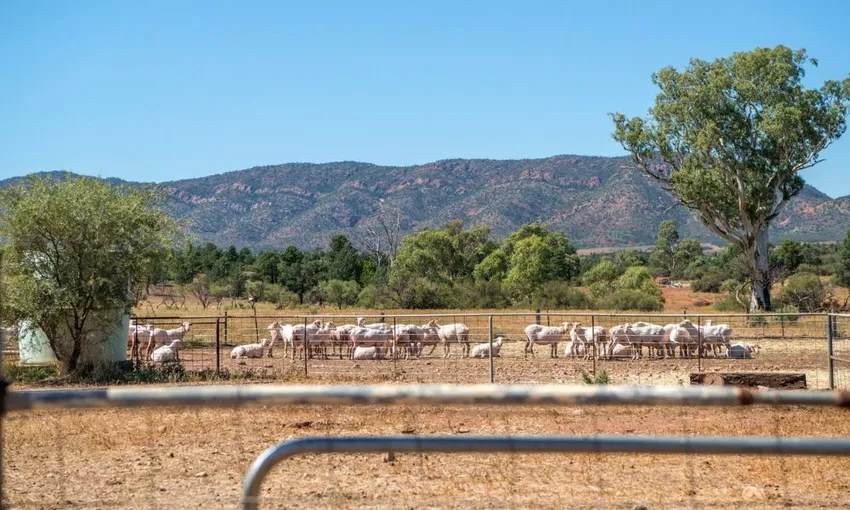 Rawnsley Park Station Run 4WD Half Day Tour | Experience Oz