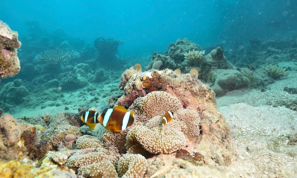 Green Island Half Day Cruise 9am Departure - Book Now | Experience Oz-2