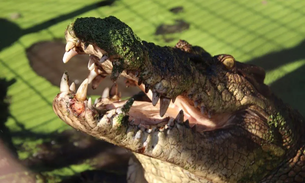 Broome Trio Afternoon Adventure: Brewery, Museum & Crocodiles | Experience Oz-4