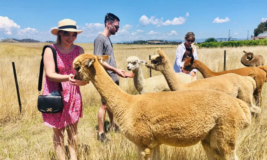 Boho Alpaca Picnic Experience - 2 Hours - For 2 | Experience Oz