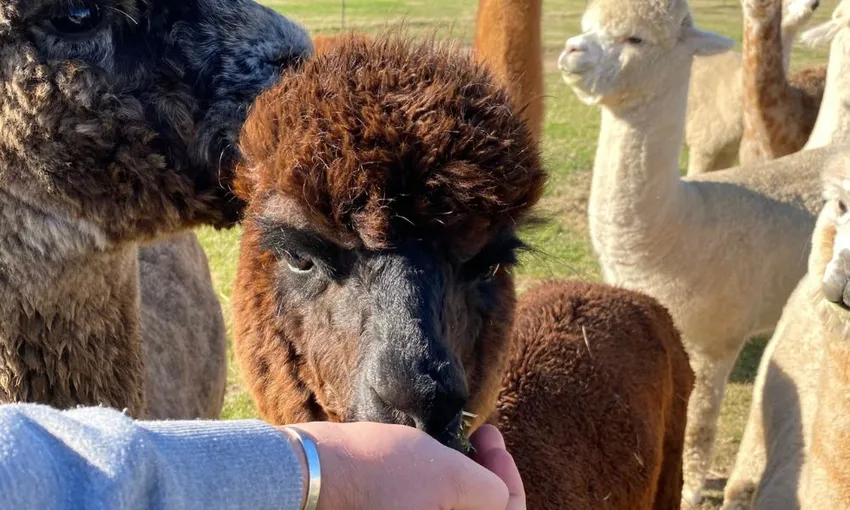 Boho Alpaca Picnic Experience - 2 Hours - For 2 | Experience Oz