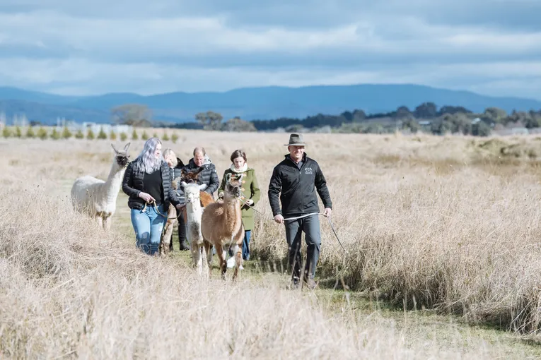 Boho Alpaca Picnic Experience - 2 Hours - For 2 | Experience Oz