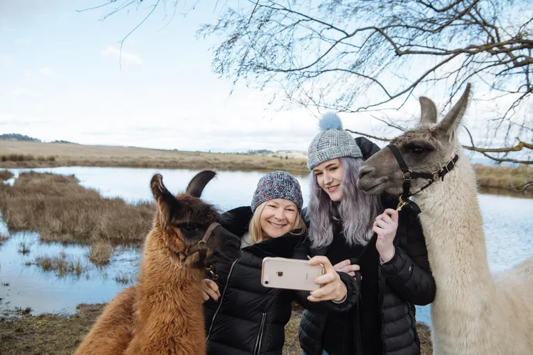 Boho Alpaca Picnic Experience - 2 Hours - For 2 | Experience Oz