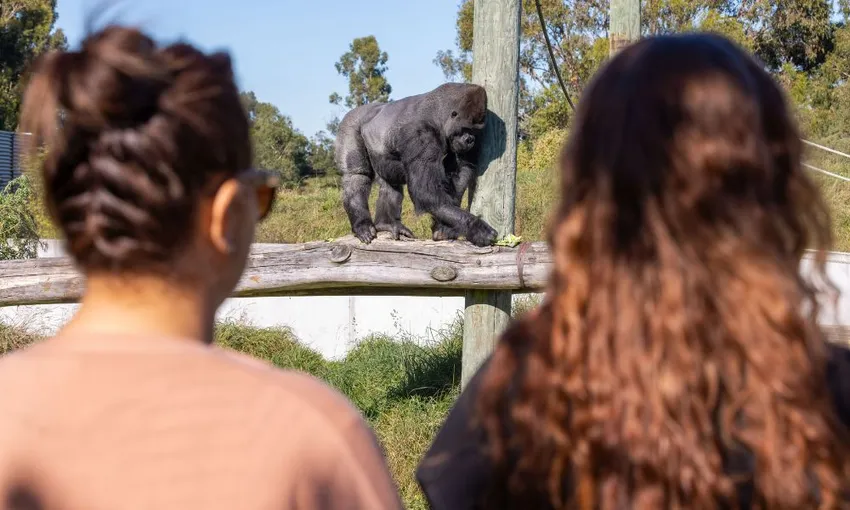 Christchurch Orana Wildlife Park Tickets - Book Now | Experience Oz