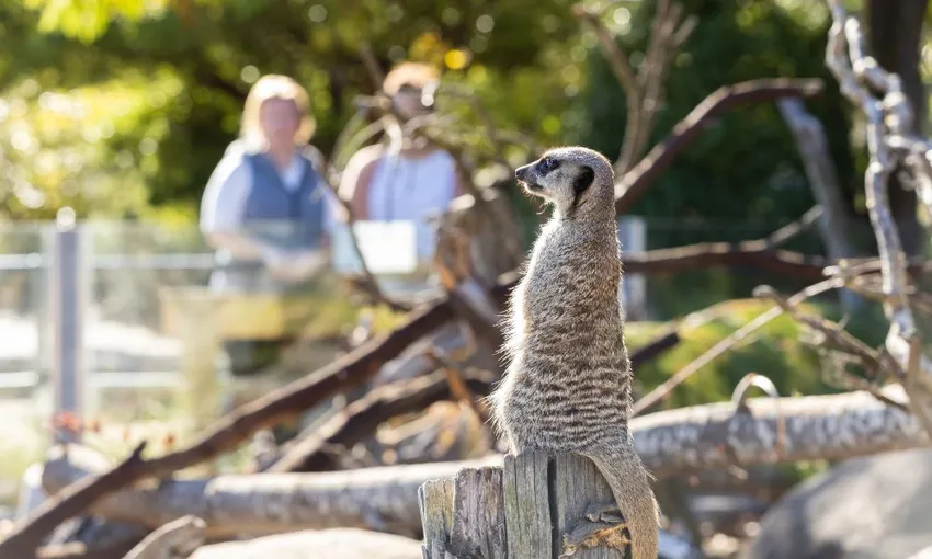 Christchurch Orana Wildlife Park Tickets - Book Now | Experience Oz
