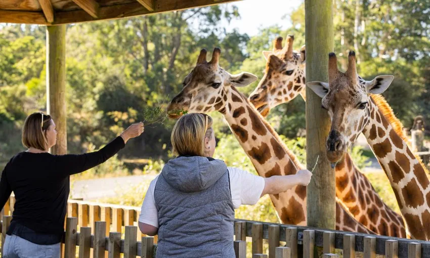 Christchurch Orana Wildlife Park Tickets - Book Now | Experience Oz