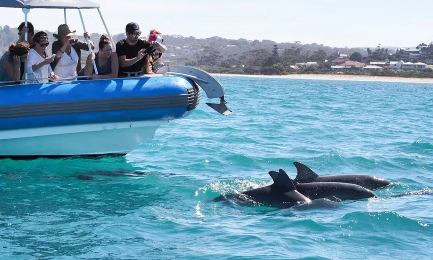 Adelaide Wildlife and Whale Discovery Tour | Experience Oz