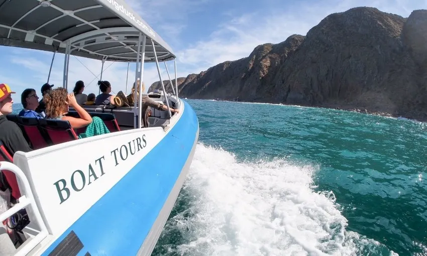 Adelaide Wildlife and Whale Discovery Tour | Experience Oz
