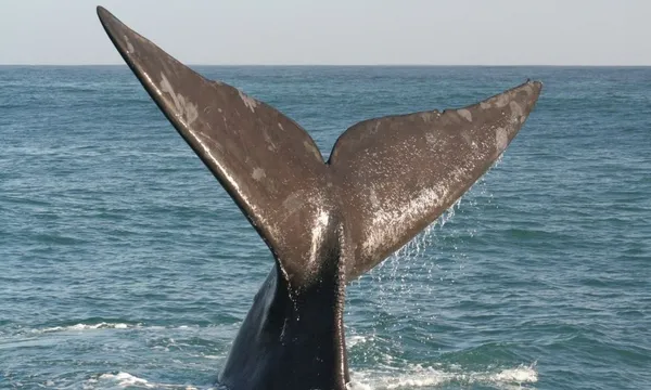Victor Harbor Southern Ocean Adventure Cruise
