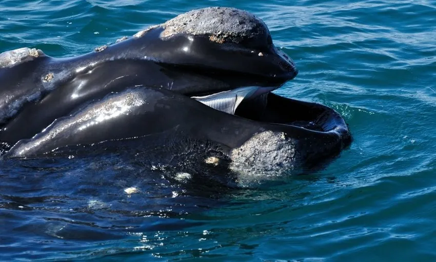 Adelaide Wildlife and Whale Discovery Tour | Experience Oz