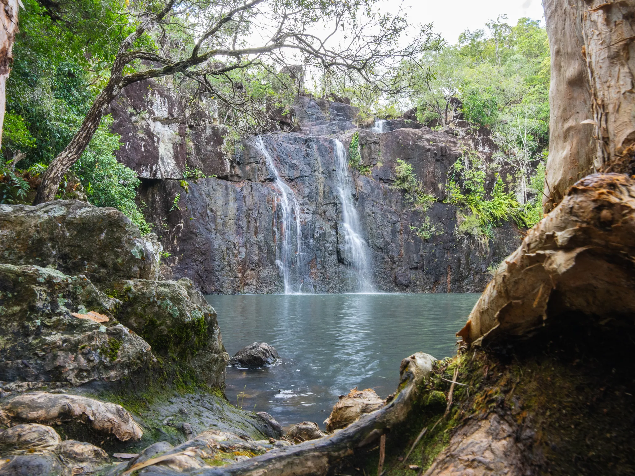 Cedar Creek Falls Express Eco Tour - 3 Hours | Experience Oz-6