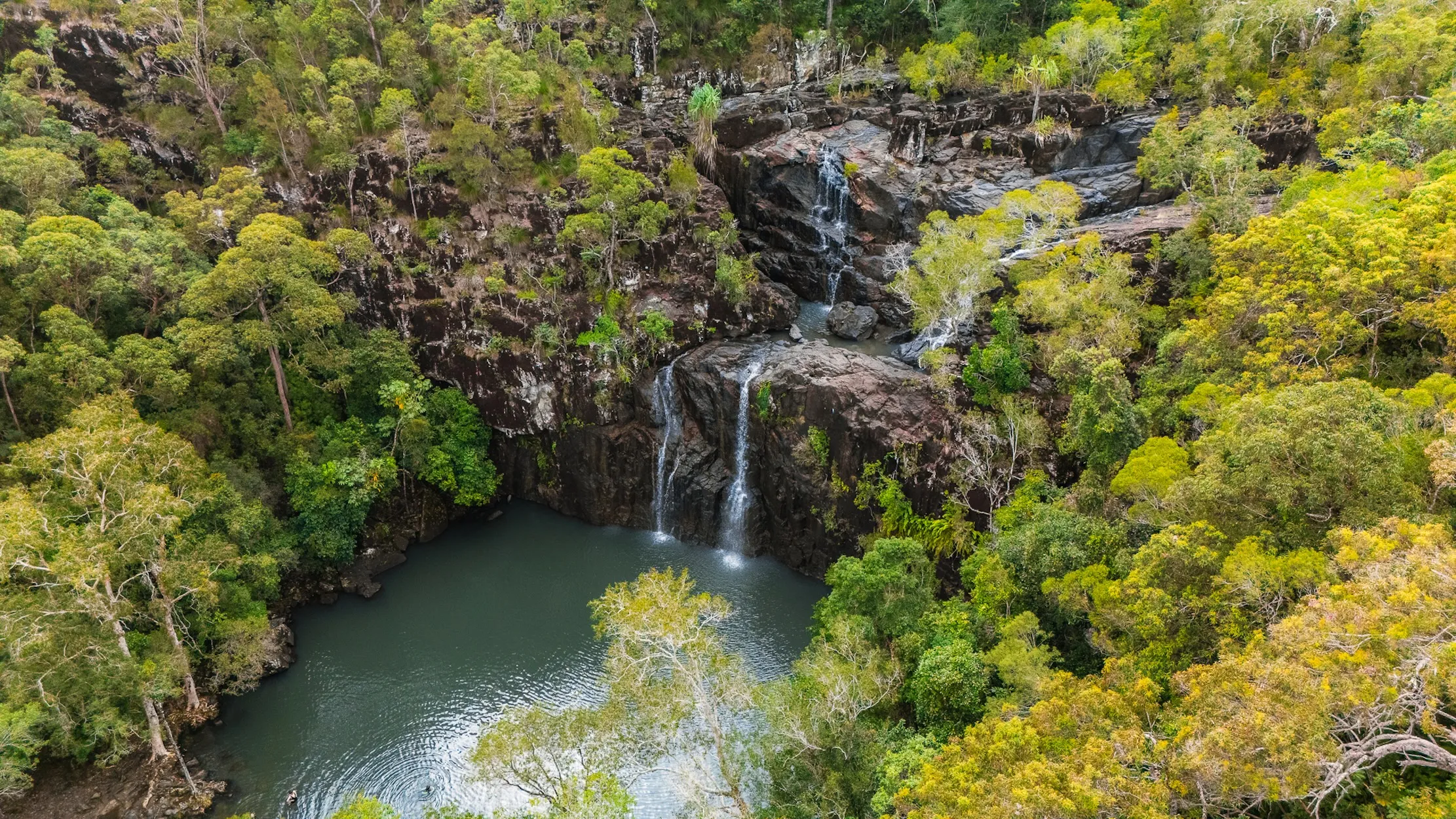 Cedar Creek Falls Express Eco Tour - 3 Hours | Experience Oz-11