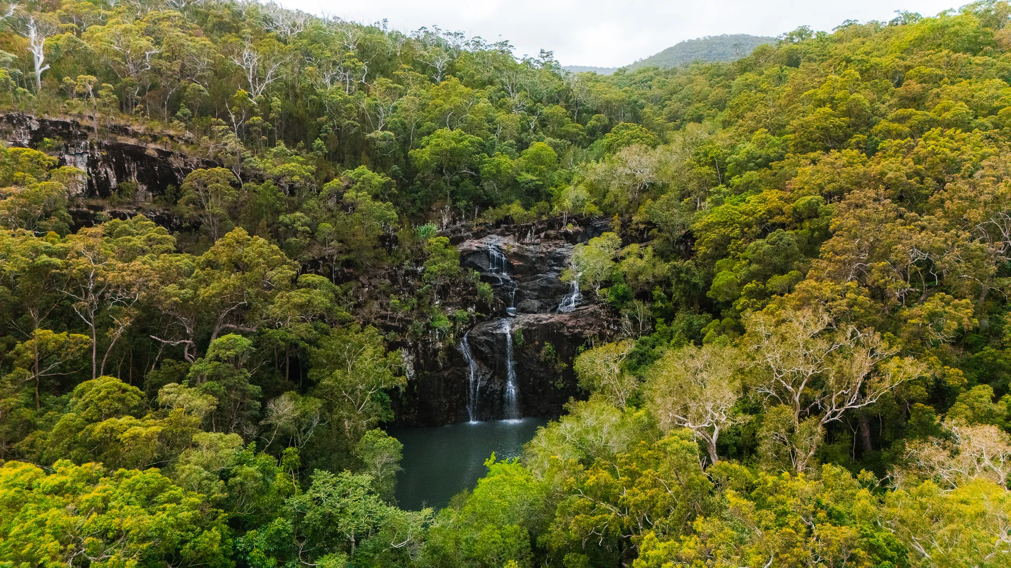 Cedar Creek Falls Express Eco Tour - 3 Hours | Experience Oz-12