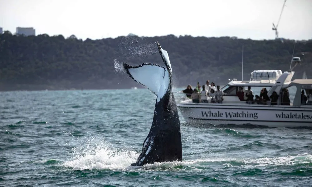 Sydney Intimate Whale Watching Cruise - 2.5 Hours | Experience Oz-1