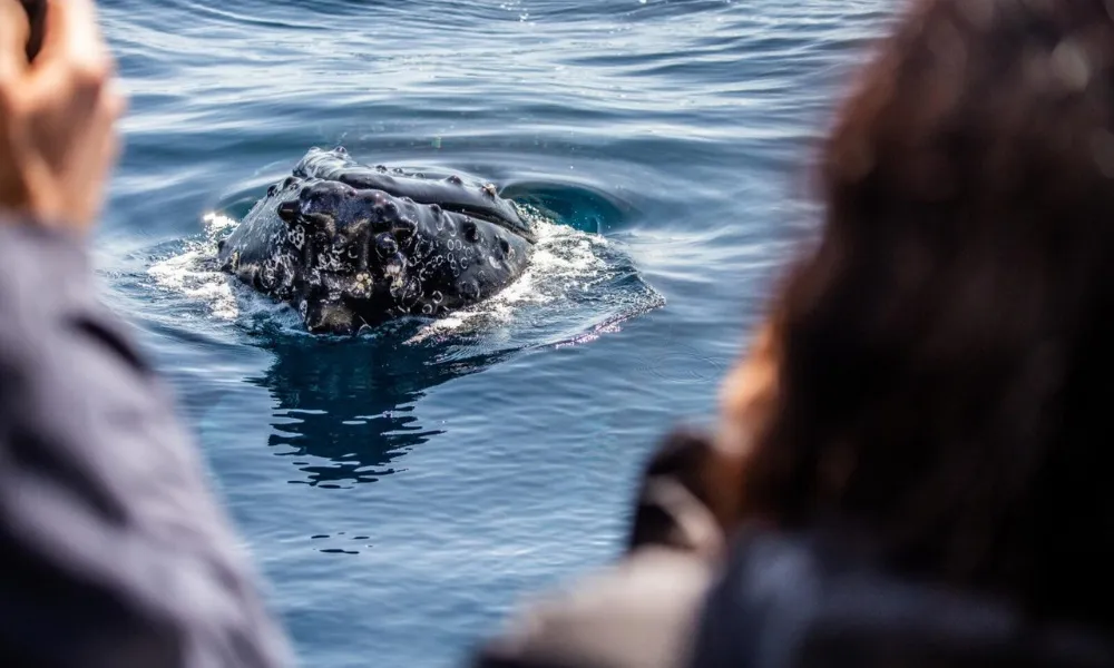Sydney Intimate Whale Watching Cruise - 2.5 Hours | Experience Oz-5