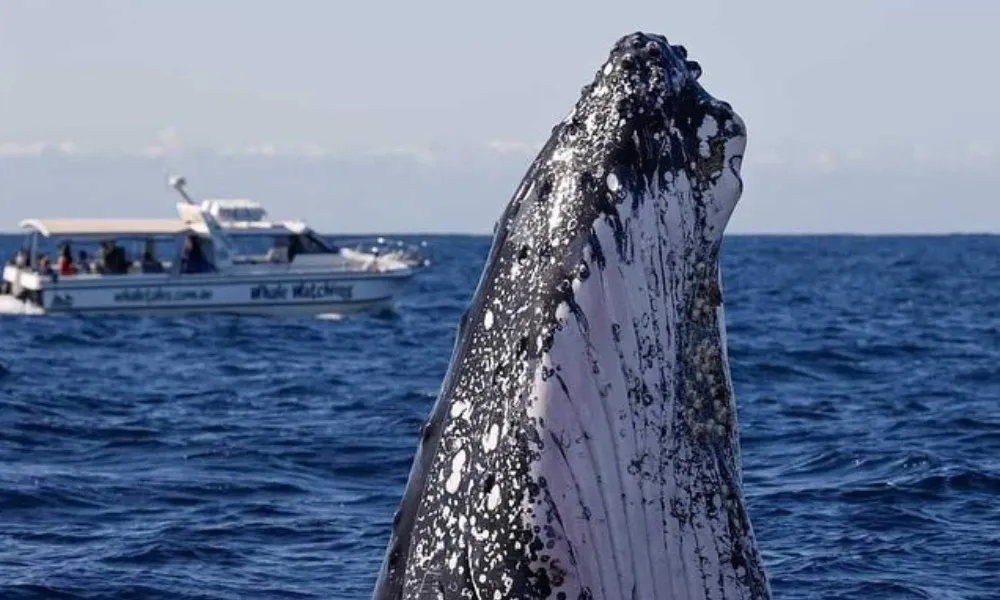 Sydney Intimate Whale Watching Cruise - 2.5 Hours | Experience Oz-6