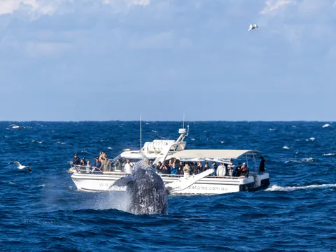 Sydney Intimate Whale Watching Cruise - 2.5 Hours