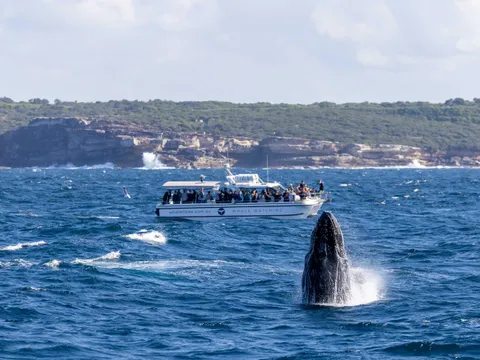Sydney Intimate Whale Watching Cruise - 2.5 Hours