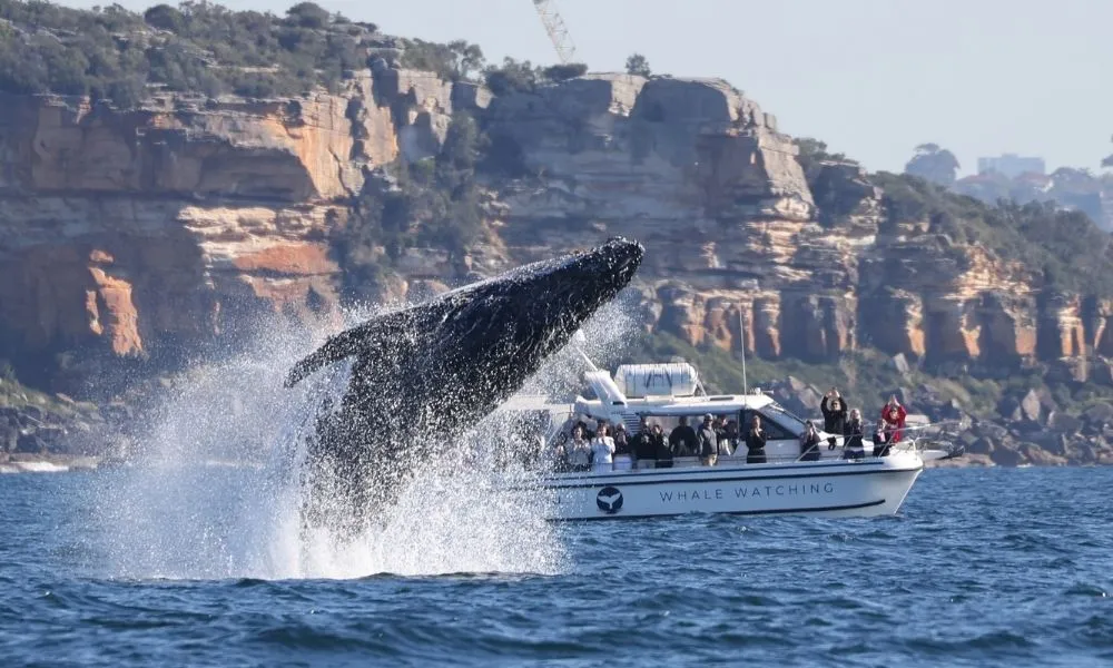 Sydney Intimate Whale Watching Cruise - 2.5 Hours | Experience Oz-9