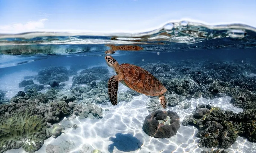 Full Day Great Barrier Reef Low Isles Tour - Book Now | Experience Oz