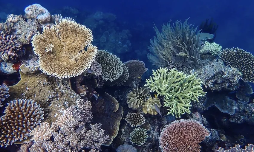 Full Day Great Barrier Reef Low Isles Tour - Book Now | Experience Oz
