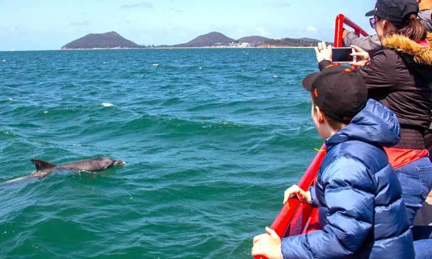 Port Stephens Dolphin Watch Express Cruise | Experience Oz
