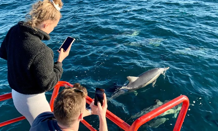 Port Stephens Dolphin Watch Express Cruise | Experience Oz