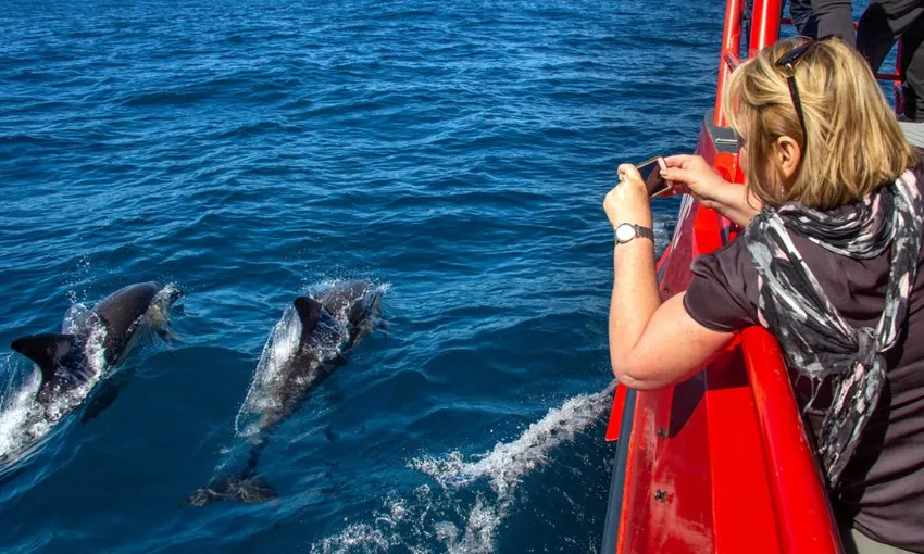 Port Stephens Dolphin Watch Express Cruise | Experience Oz