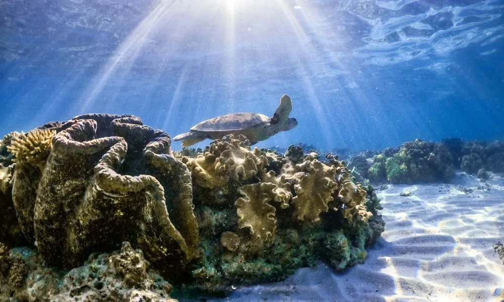 Outer Great Barrier Reef Sailing Cruise | Experience OZ-2