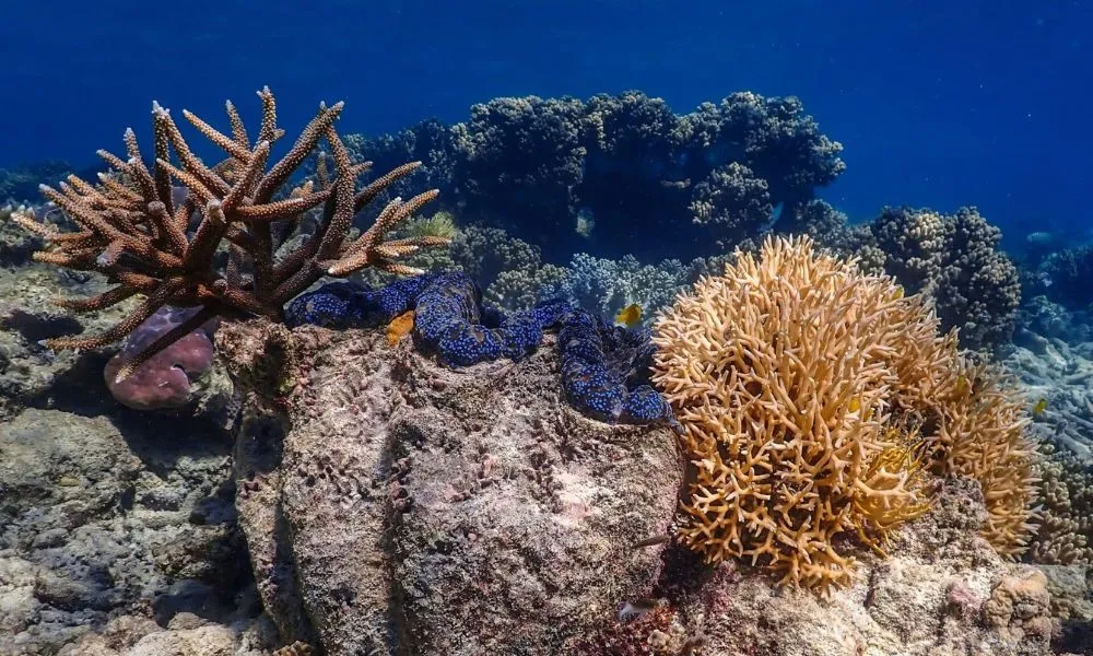 Outer Great Barrier Reef Sailing Cruise | Experience OZ-4