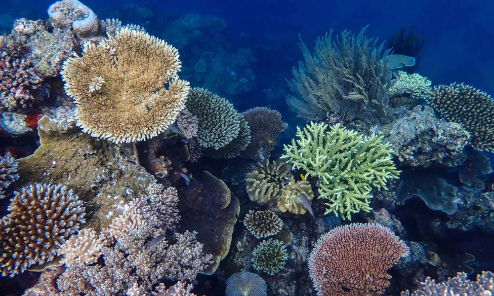 Outer Great Barrier Reef Sailing Cruise | Experience OZ-6