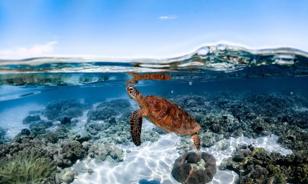 Sailaway Low Isles Afternoon Tour - Book Now | Experience Oz-1