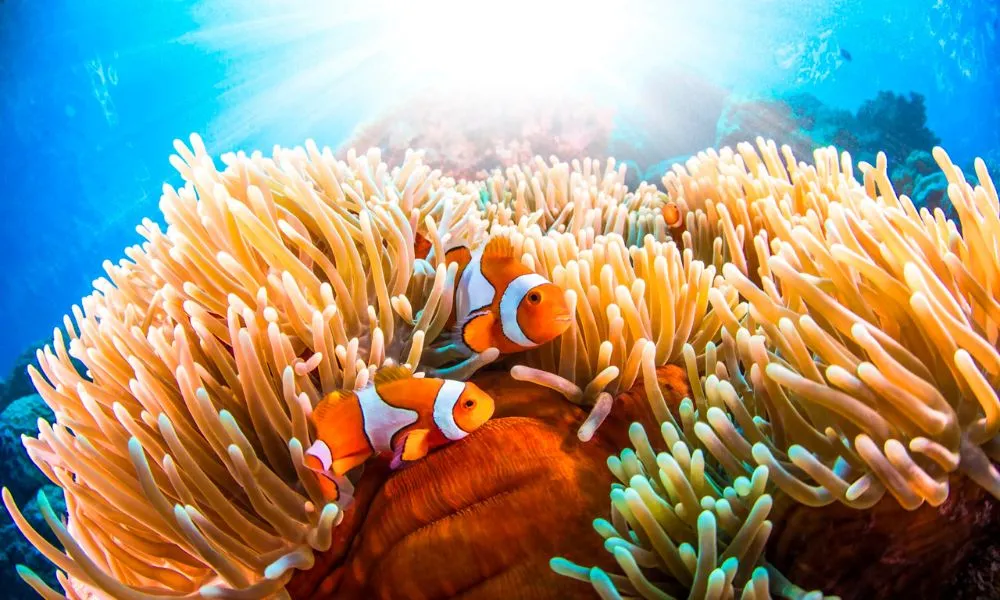 Sailaway Low Isles Afternoon Tour - Book Now | Experience Oz-4