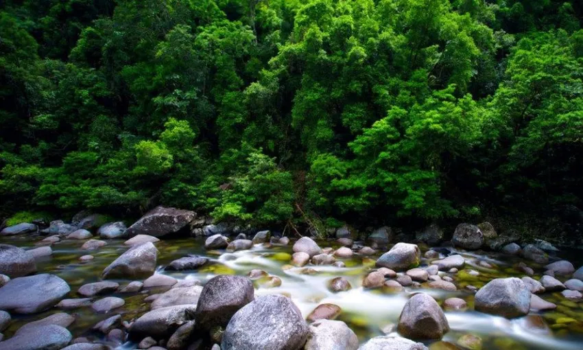 Daintree River and Mossman Gorge Tour - Half Day | Experience Oz