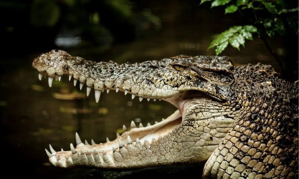 Daintree River and Mossman Gorge Tour - Half Day | Experience Oz-4