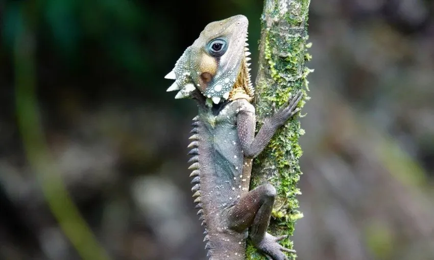 Daintree River and Mossman Gorge Tour - Half Day | Experience Oz