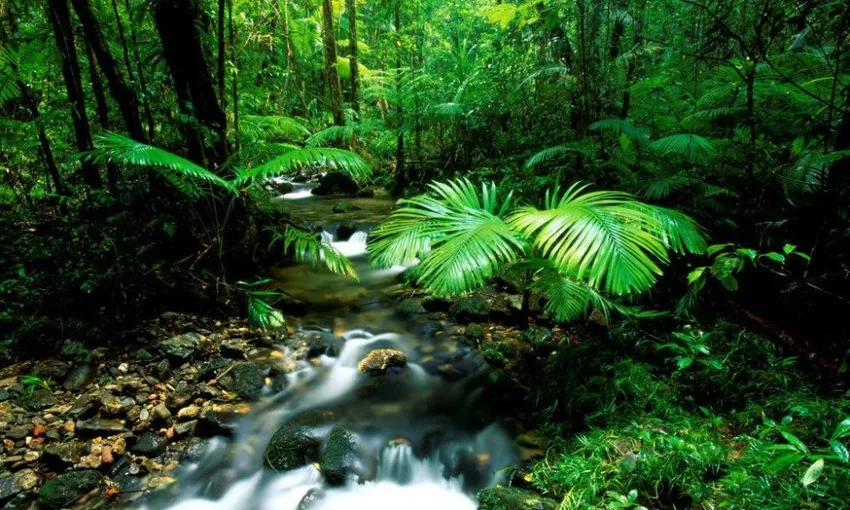 Daintree River and Mossman Gorge Tour - Half Day | Experience Oz