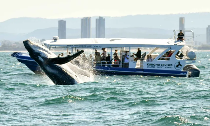Whale Watching Cruise For 2.5 Hours