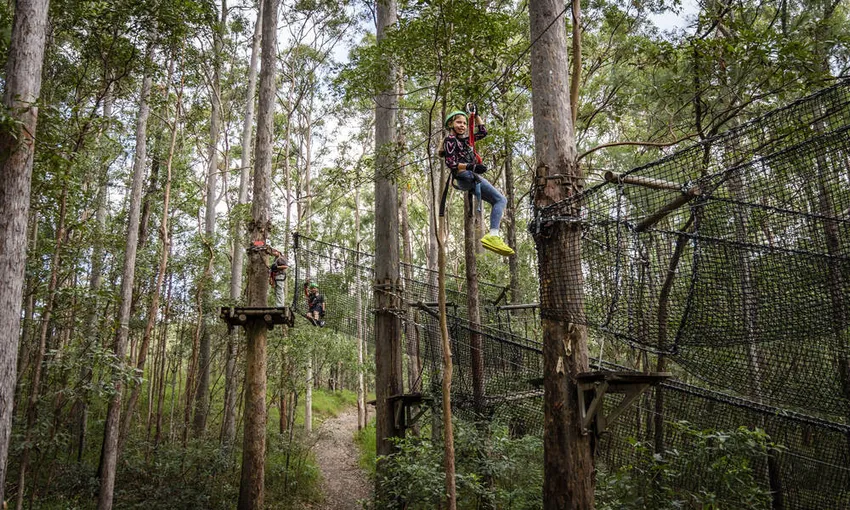 Gold Coast Hinterland Treetop Challenge | Experience Oz