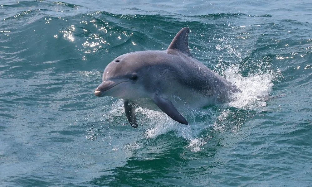 Jervis Bay Dolphin Watching Tour | Experience Oz-1