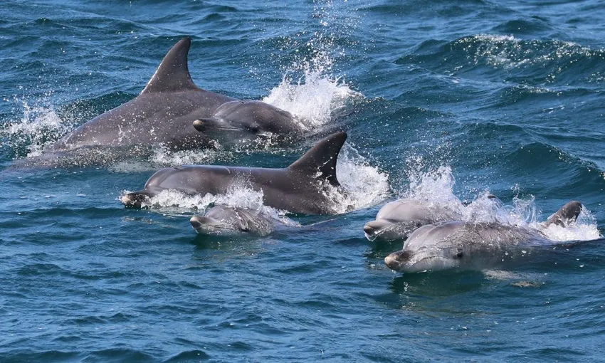 Jervis Bay Dolphin Watching Tour | Experience Oz