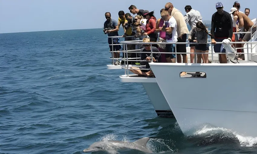 Jervis Bay Dolphin Watching Tour | Experience Oz