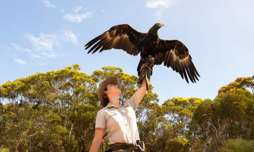 Kangaroo Island Iconic Sights and Wildlife| Experience Oz