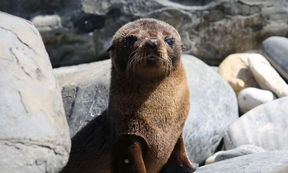 Kangaroo Island Iconic Sights and Wildlife| Experience Oz-3