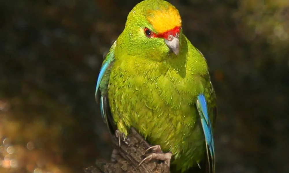 Motuara Island Cruise from Picton - Book Now | Experience Oz-2