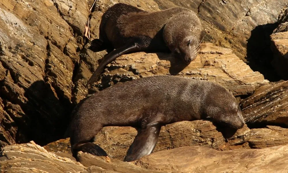 Motuara Island Cruise from Picton - Book Now | Experience Oz-6