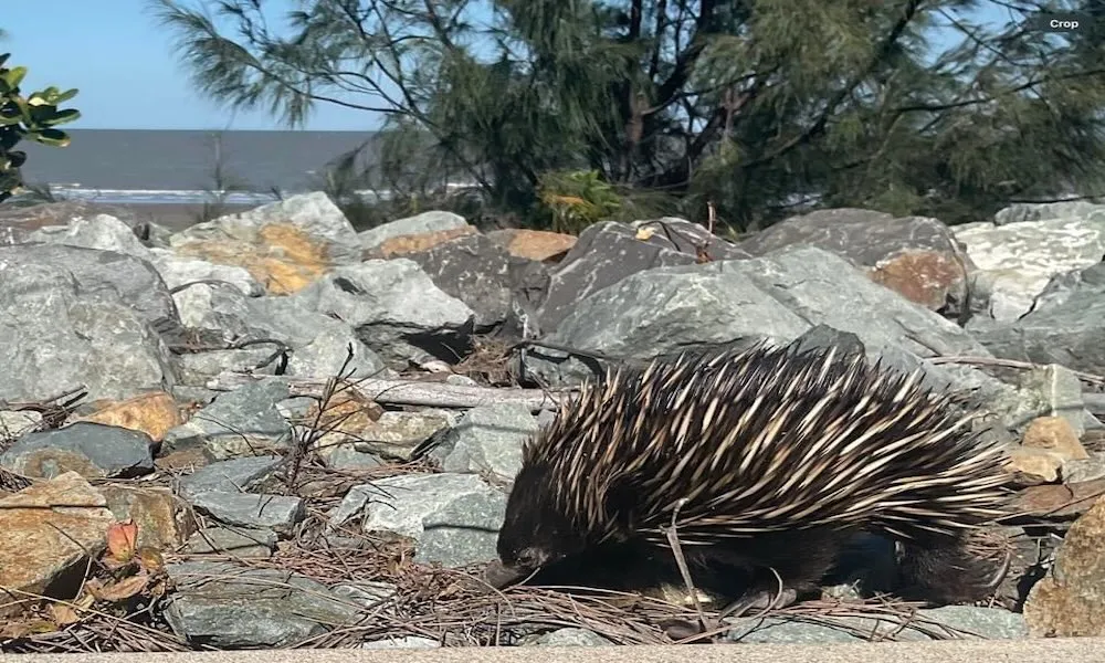 Airlie Beach Rainforest and Coast Adventure | Experience Oz-2