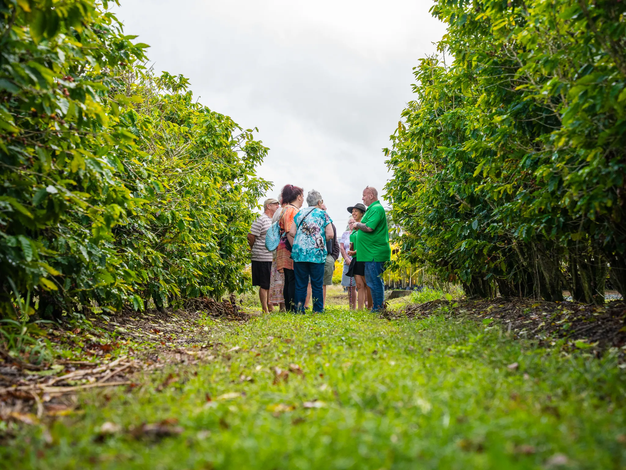 Airlie Beach Rainforest and Coast Adventure | Experience Oz-8